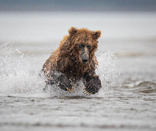 Alaskan Fishing Bear