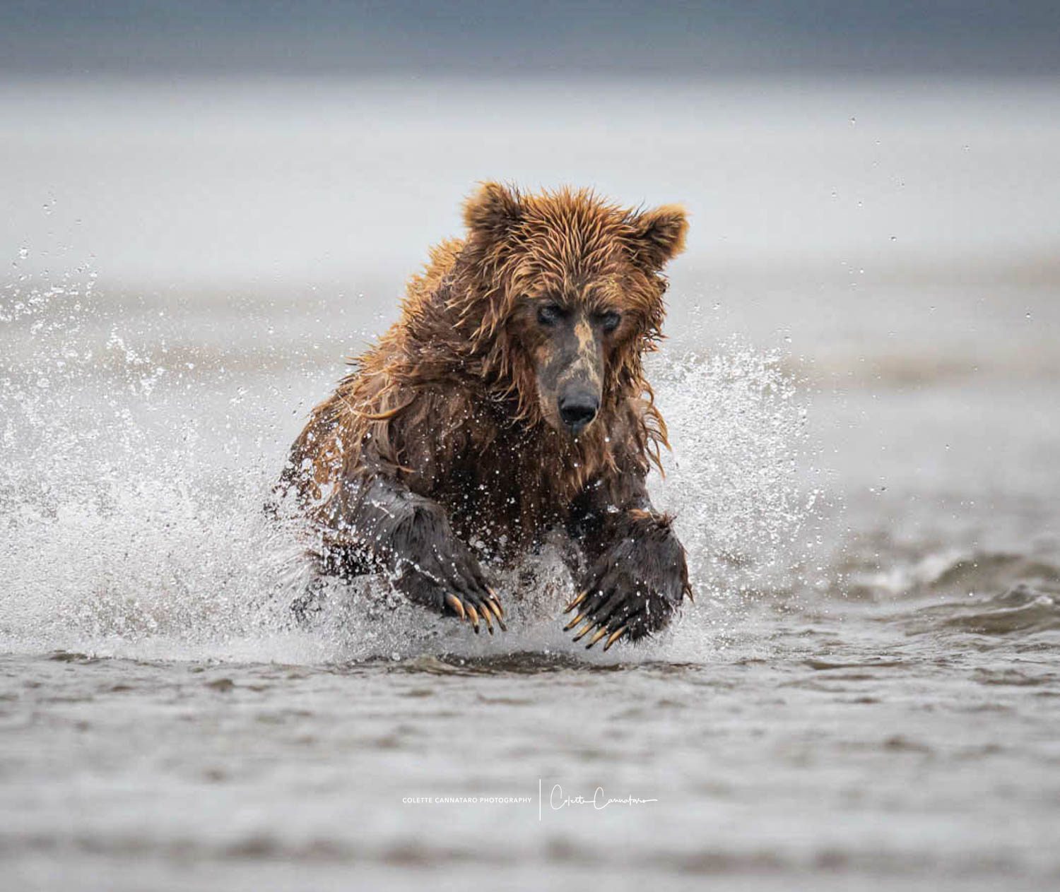 At the start of the salmon run in Alaska, the coastal brown bears start to fish to replenish their deleted fat reserves for the...