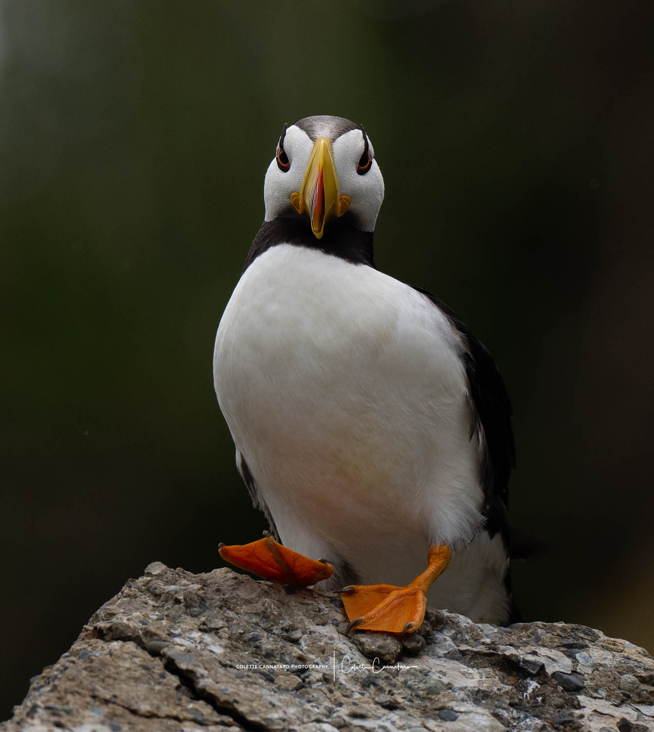 The Atlantic Puffin spends nine months of the year floating in the ocean, returning to land in April and staying through the...