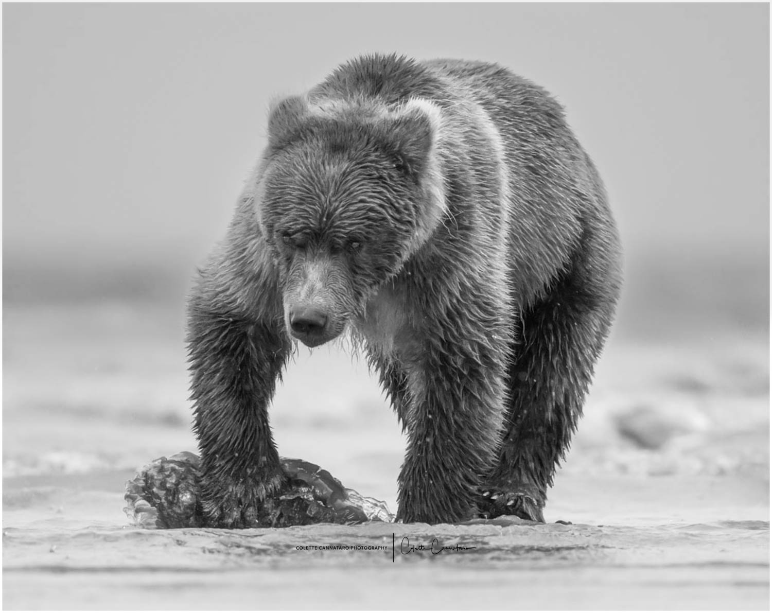 Before the salmon run fully starts in Alaska, the coastal brown bears survive on sedge grass and clams.  Their massive claws...