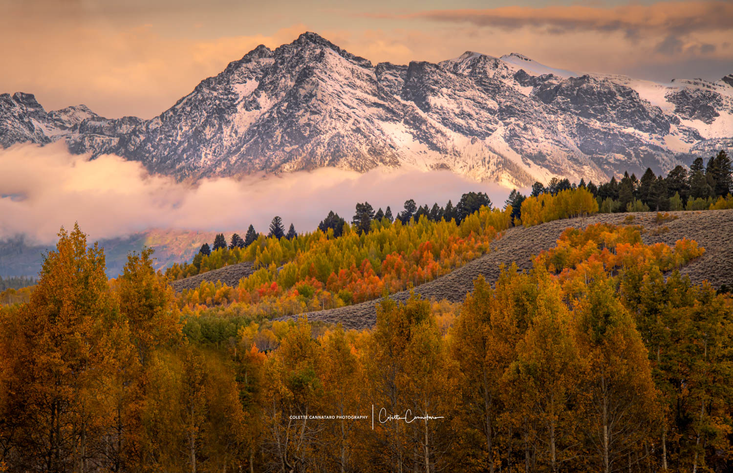 The snow capped mountains of Colorado and the autumn gold aspen trees that form a line