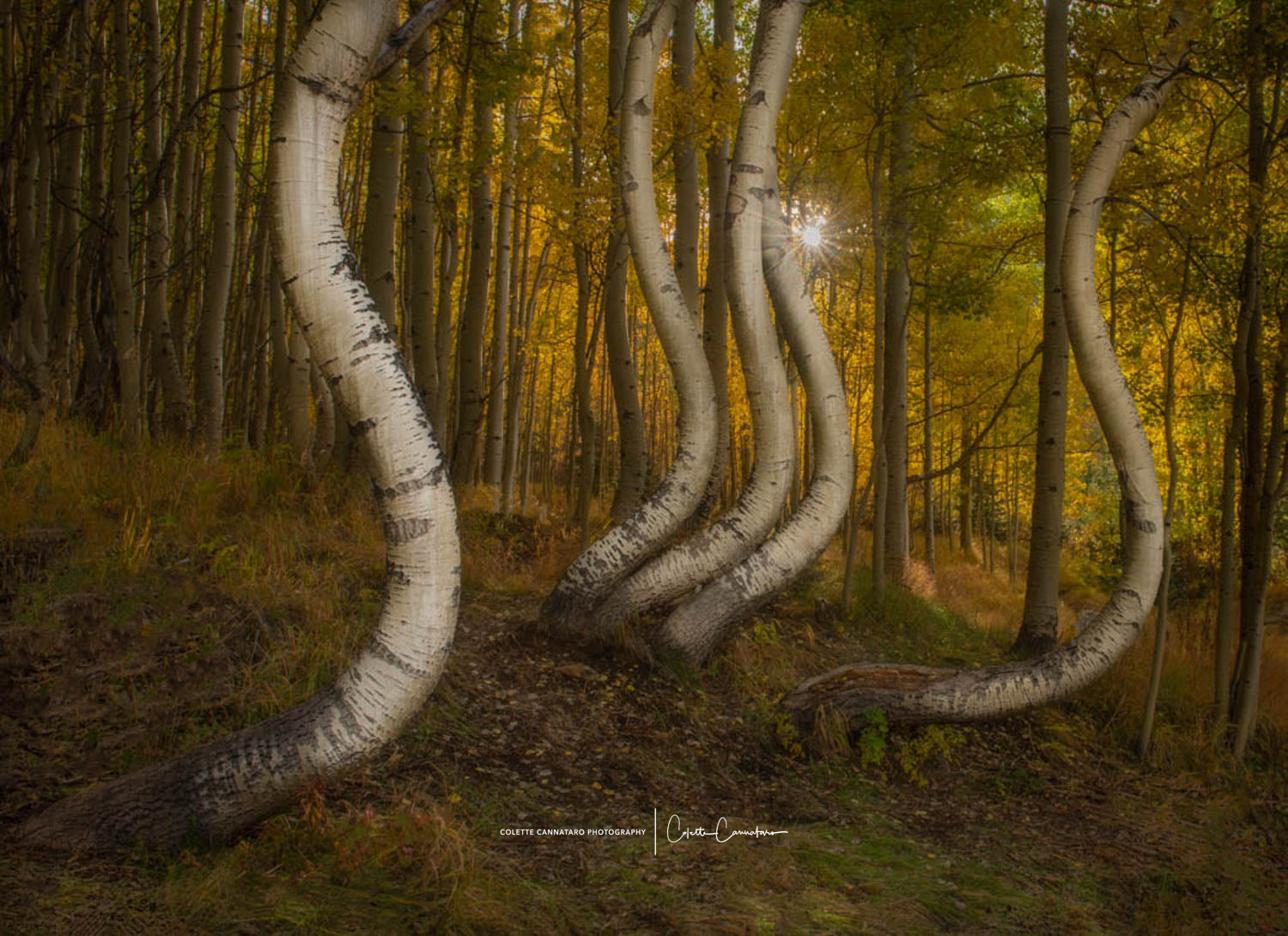 These curvy aspen trees in Colorado seem to be dancing to their own beat!