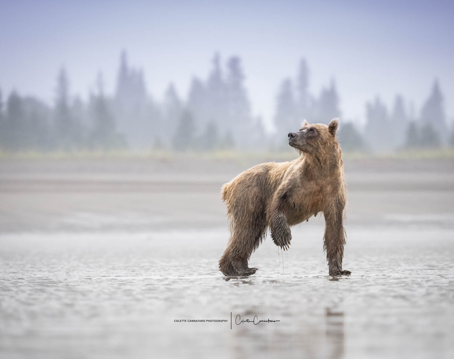 A beautiful Alaskan coastal brown bear pauses and turns to look for her curious cub.